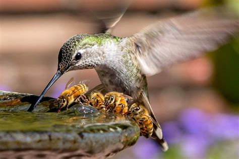 Bird and be - The bee hummingbird is the smallest living bird. [3] [4] Females weigh 2.6 g (0.092 oz) and are 6.1 cm ( 23⁄8 in) long, and are slightly larger than males, which have an average weight of 1.95 g (0.069 oz) and length of 5.5 cm ( 21⁄8 in). [3] Like all hummingbirds, it is a swift, strong flier. The male has a green pileum and bright red ...